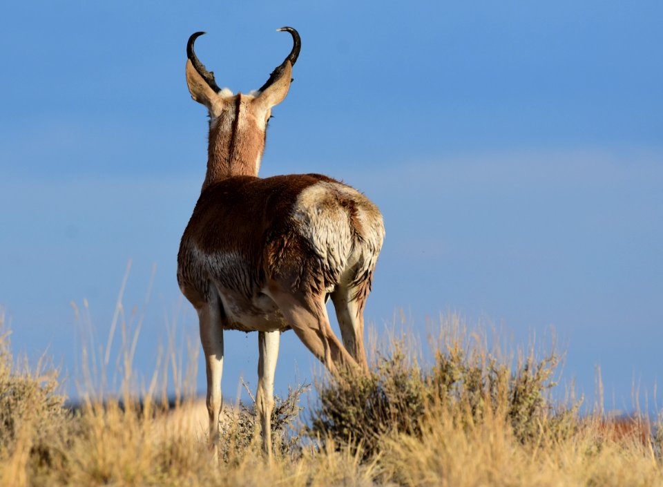 Pronghorn at Seedskadee National Wildlife Refuge (51324793788)