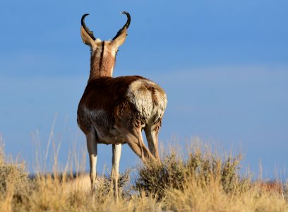 Pronghorn at Seedskadee National Wildlife Refuge (51324793788)