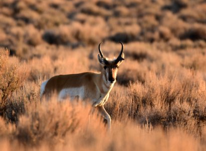 Pronghorn at Seedskadee National Wildlife Refuge (51134391453)