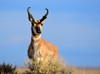 Pronghorn at Seedskadee National Wildlife Refuge (51324788553)