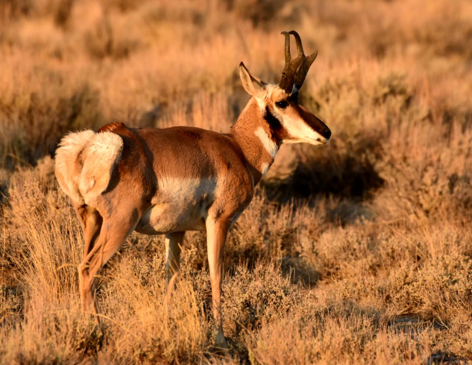 Pronghorn at Seedskadee National Wildlife Refuge (51373438617)