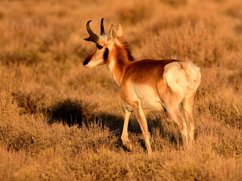 Pronghorn at Seedskadee National Wildlife Refuge (51135237525)