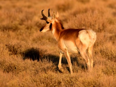 Pronghorn at Seedskadee National Wildlife Refuge (51135237525)