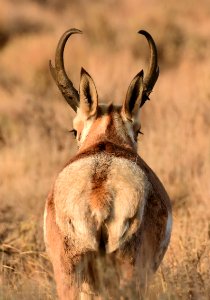 Pronghorn at Seedskadee National Wildlife Refuge (51373432652)