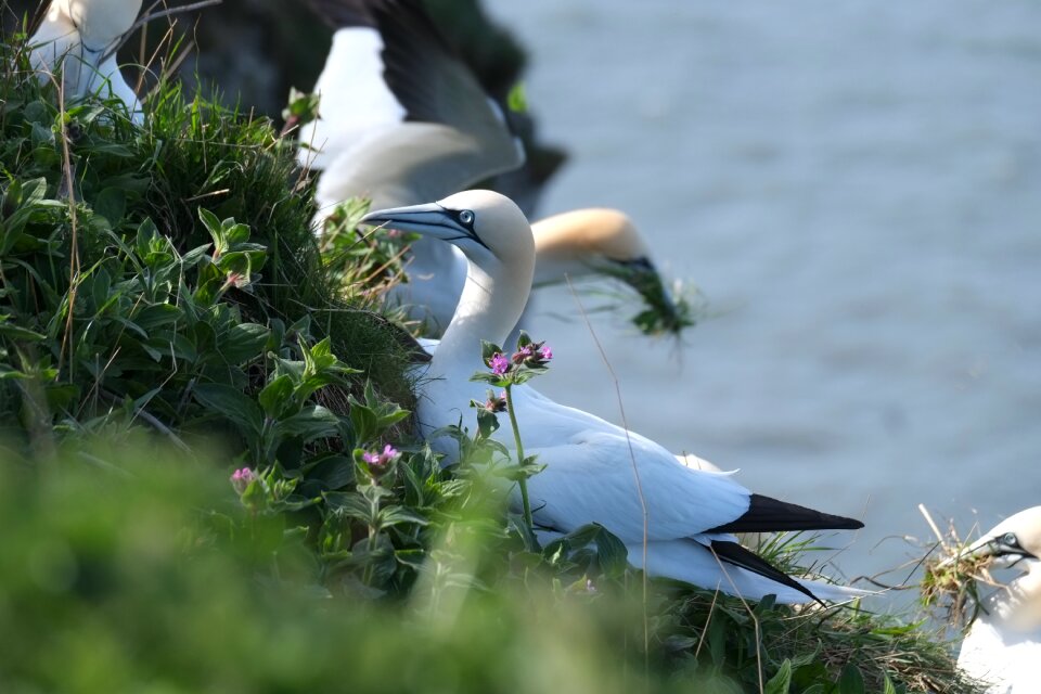 Outdoors feather gannet