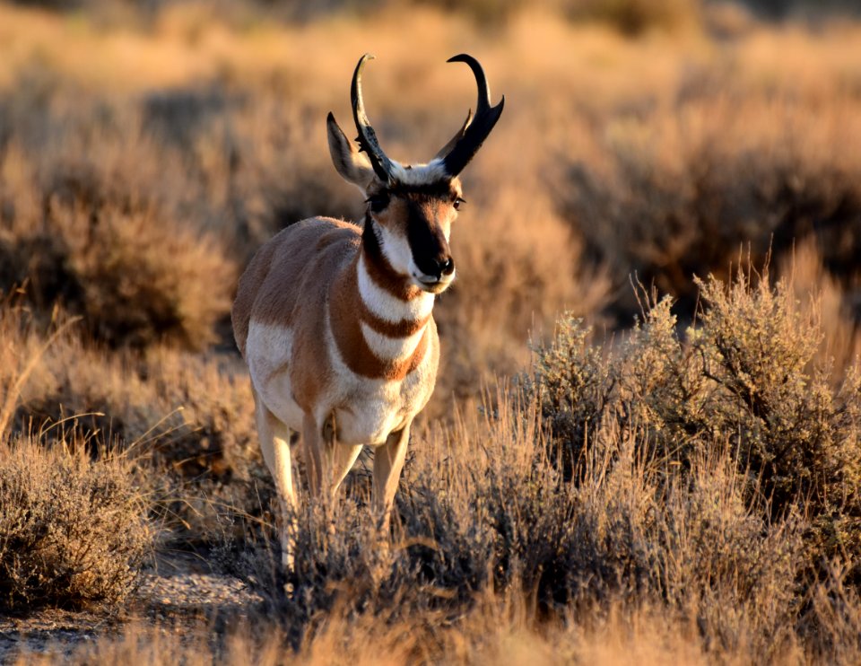 Pronghorn at Seedskadee National Wildlife Refuge (51375216060)