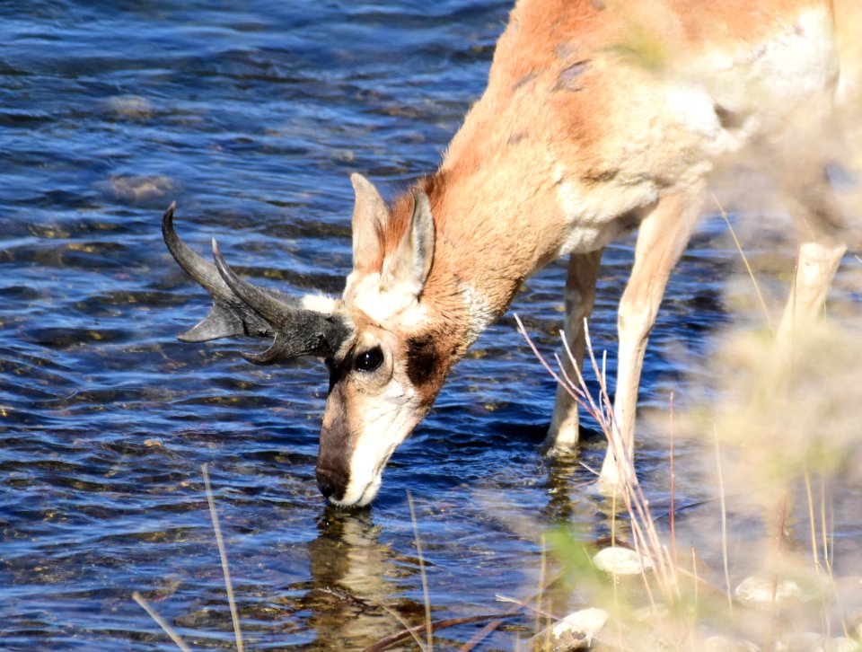 Pronghorn at Seedskadee National Wildlife Refuge (51191256260)