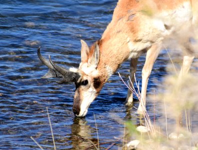Pronghorn at Seedskadee National Wildlife Refuge (51191256260)