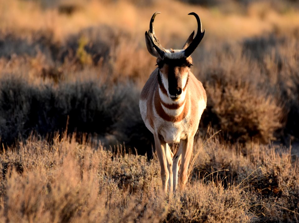 Pronghorn at Seedskadee National Wildlife Refuge (51437602978)