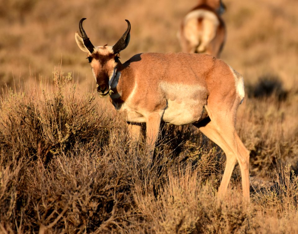 Pronghorn at Seedskadee National Wildlife Refuge (51374468543)