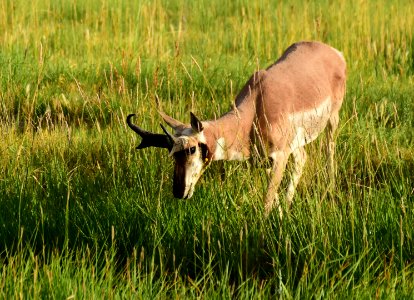 Pronghorn at Seedskadee National Wildlife Refuge (51323815782)