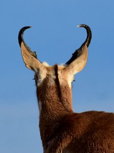 Pronghorn at Seedskadee National Wildlife Refuge (51324590541)