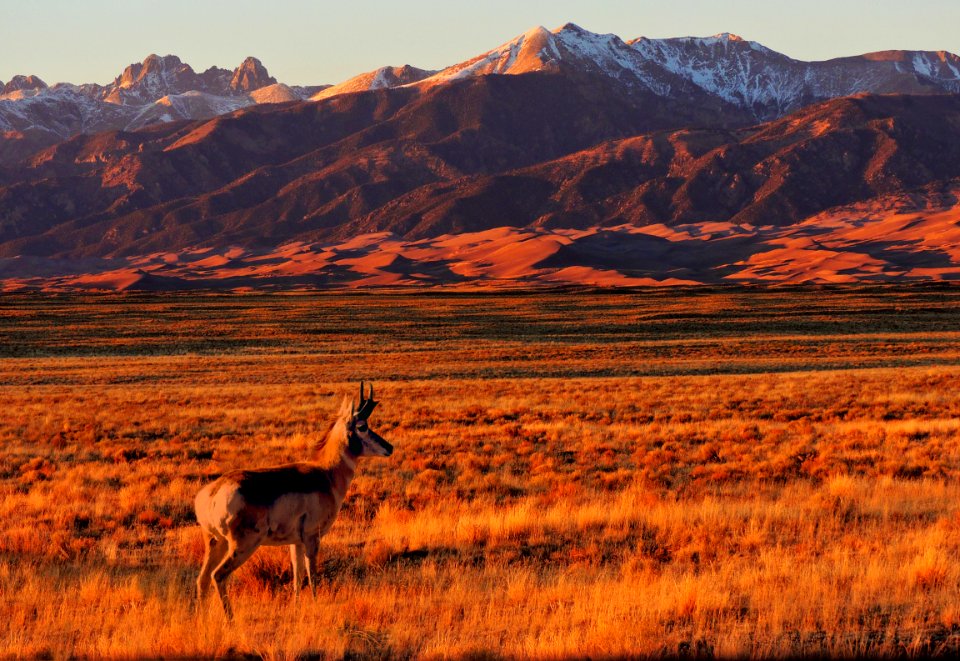 Pronghorn in Grasslands (47074510254)