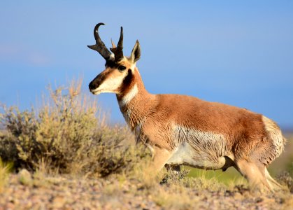 Pronghorn at Seedskadee National Wildlife Refuge (51325566335)