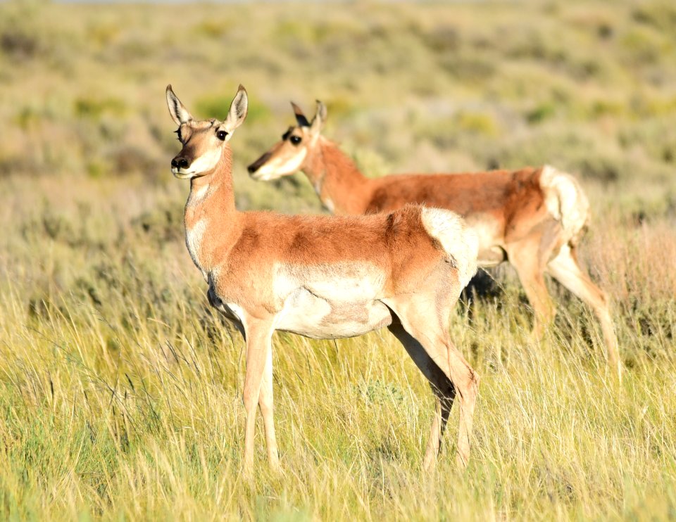 Pronghorn on Seedskadee National Wildlife Refuge (50119306091)