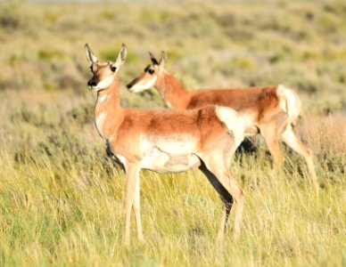 Pronghorn on Seedskadee National Wildlife Refuge (50119306091)