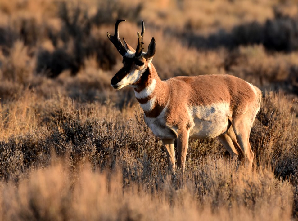 Pronghorn at Seedskadee National Wildlife Refuge (51374457663)