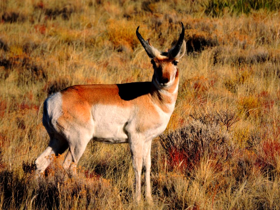Pronghorn in Morning Light (32095674424)