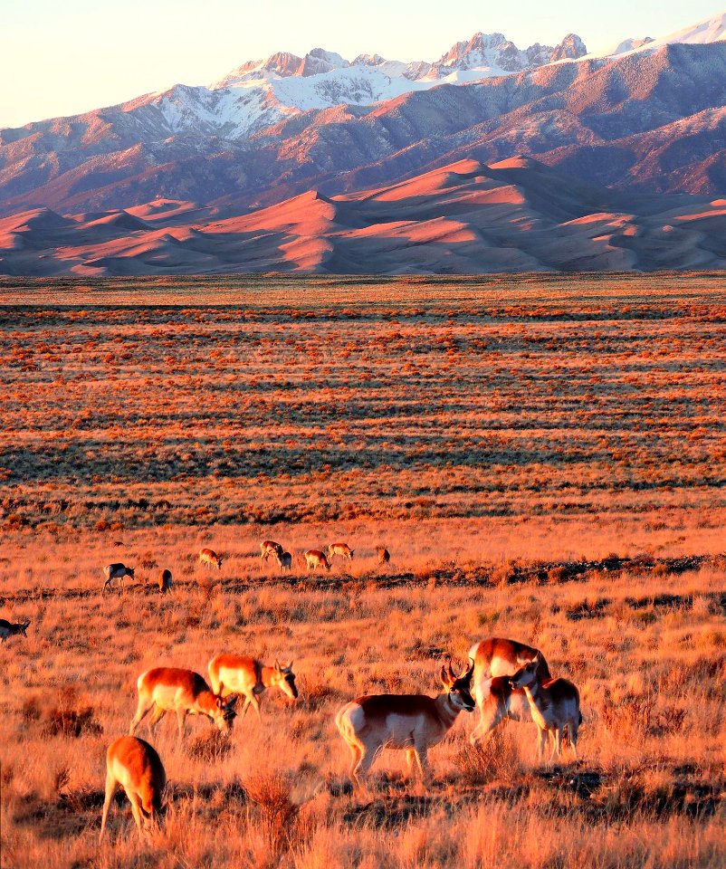 Pronghorns, Dunes, and Crestone Peaks (33593661054)