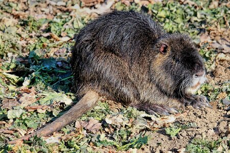 Animal world nature cute