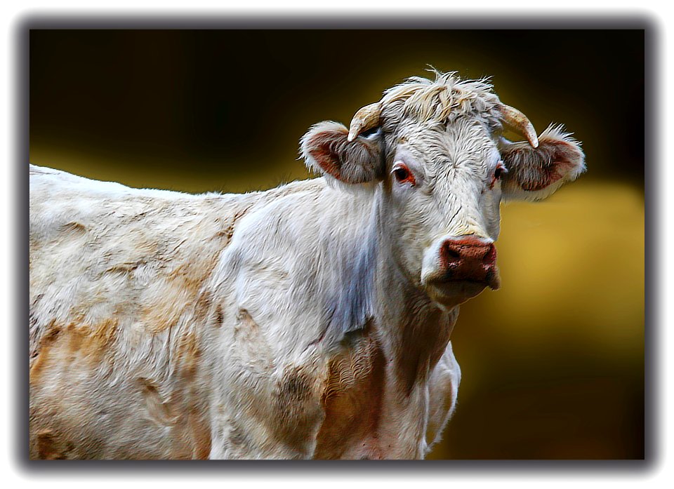 Proud ambassador of the four legs livings (40604304093)