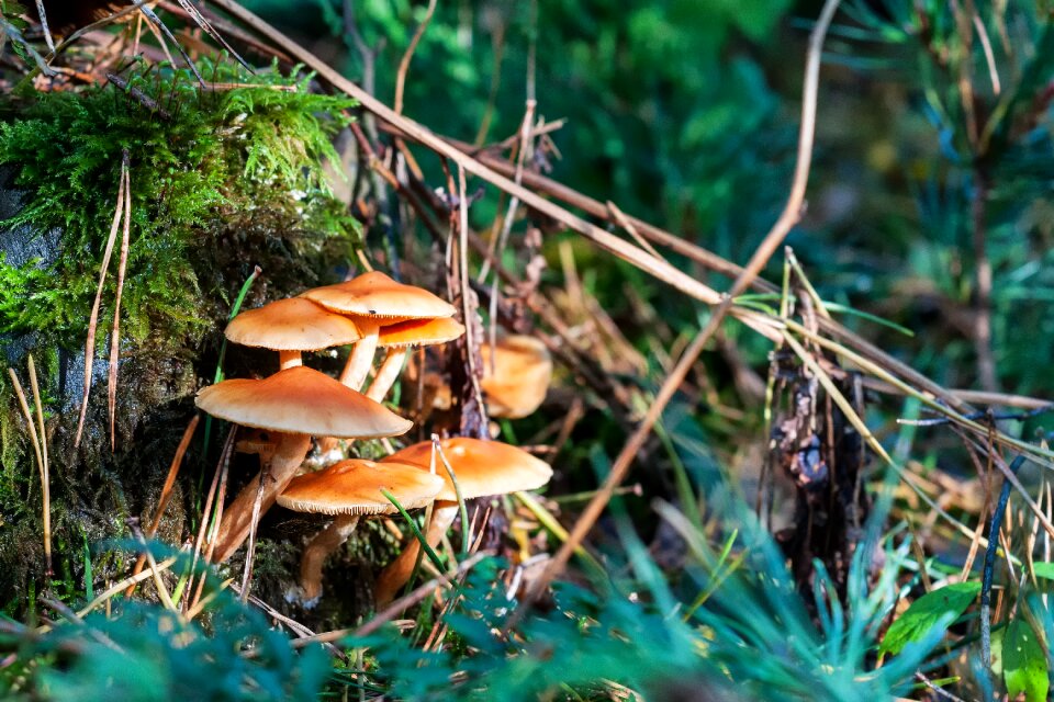 Nature autumn forest autumn colours