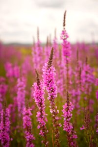 Purple Loosestrife Blooms (50267310426)