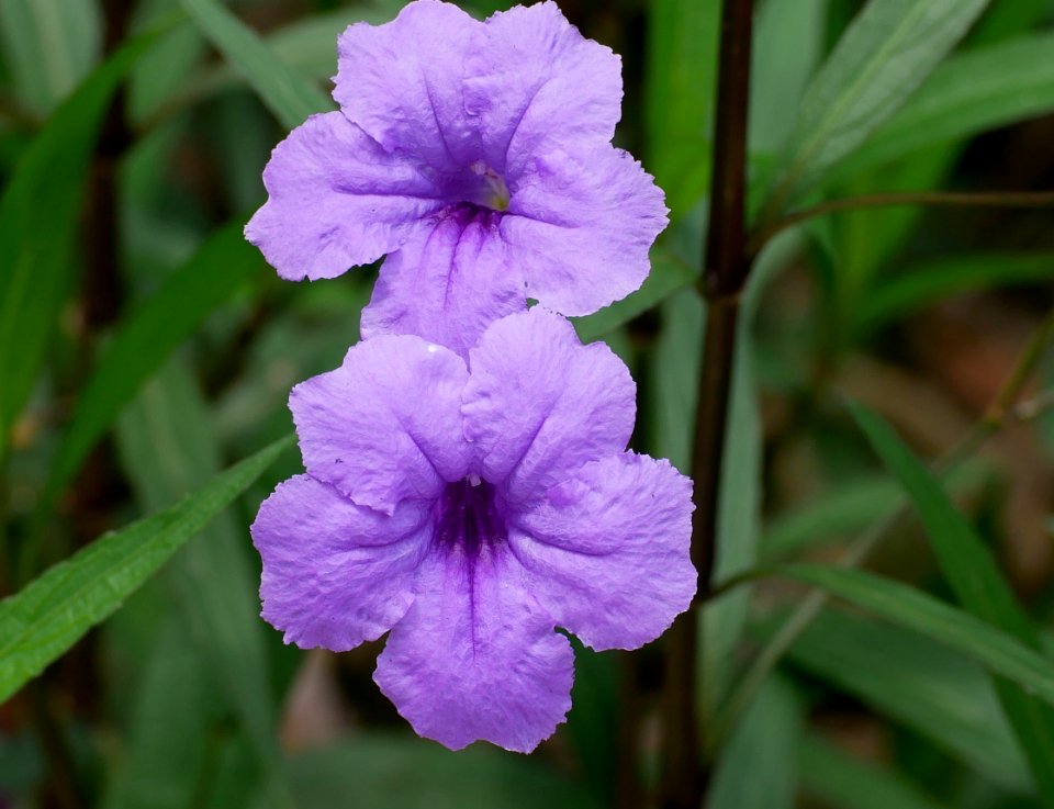 Purple trumpet flowers - Flickr - GeorgeTan ^2...thanks for millionth support