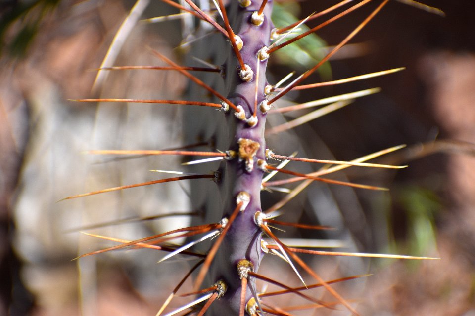 Purple Prickly Pear (35508276632)