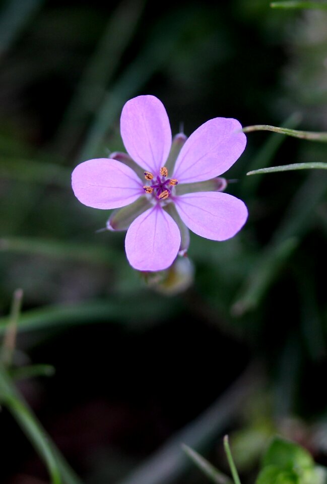 Tiny plant nature photo