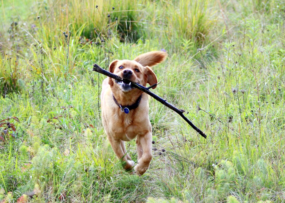 Batons nature play
