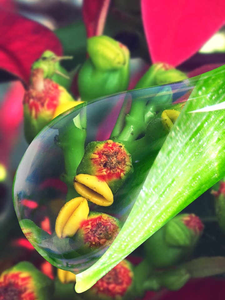 Plant flower rain