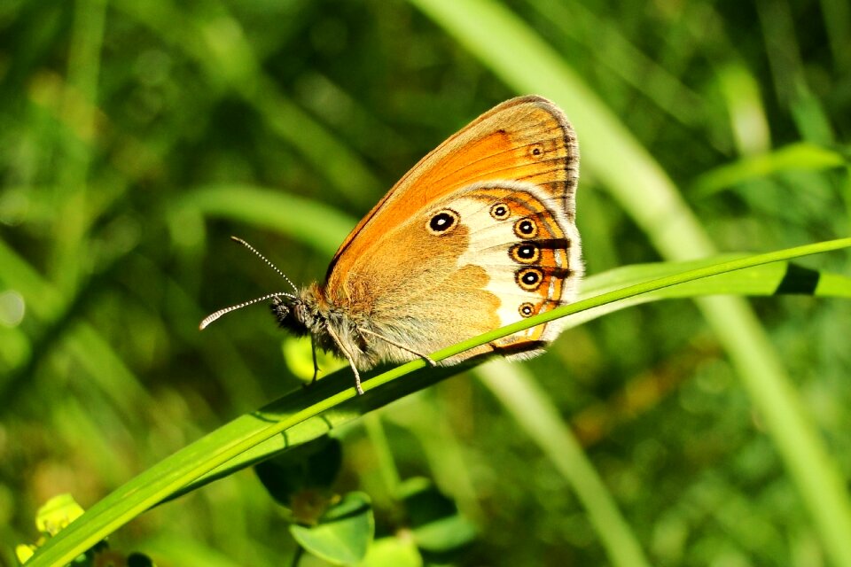 Summer animals butterflies