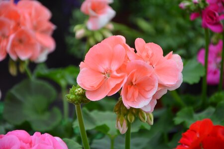 Nature garden flower garden
