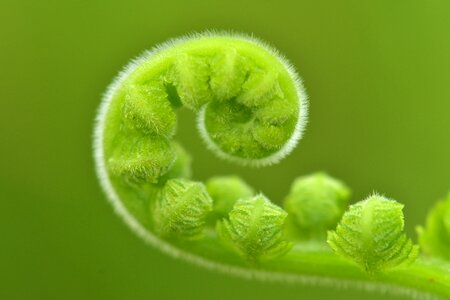Leaf hairy macro