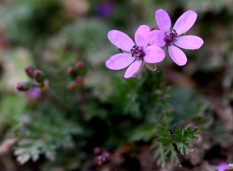 Tiny plant nature