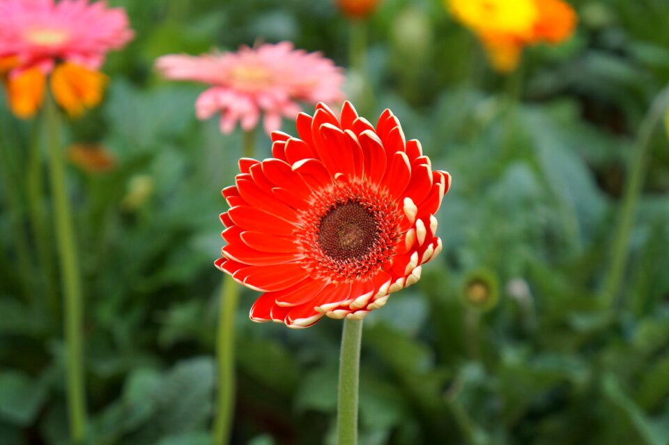 Gerbera red flowers flowers leaves