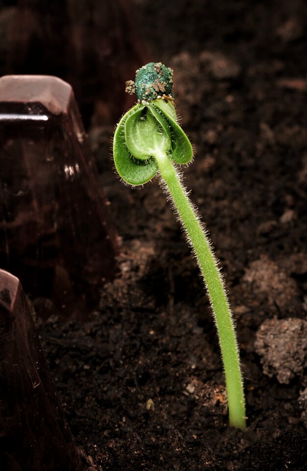 Growth flora sprout