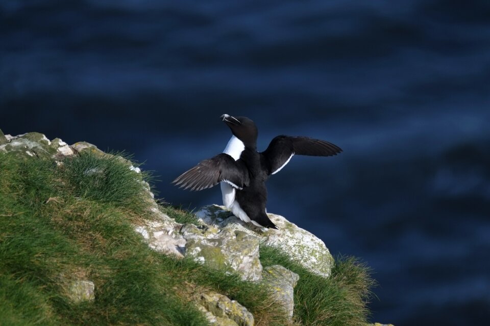 Bird wildlife razorbill
