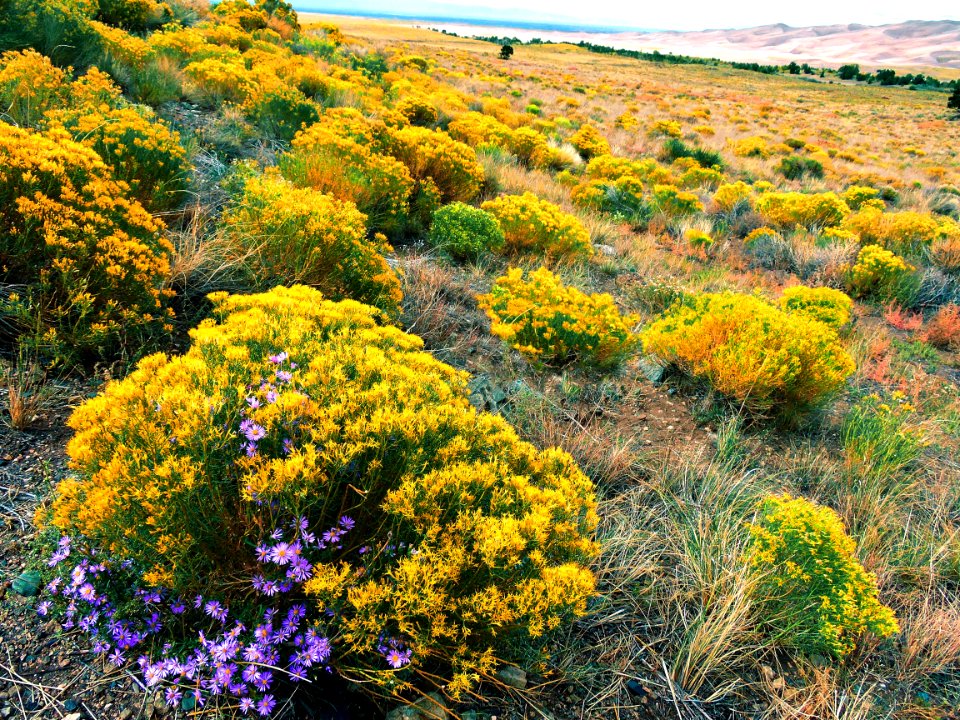 Rabbitbrush, Piñon Asters, Three-Leaf Sumac and Dunes (29342909903)
