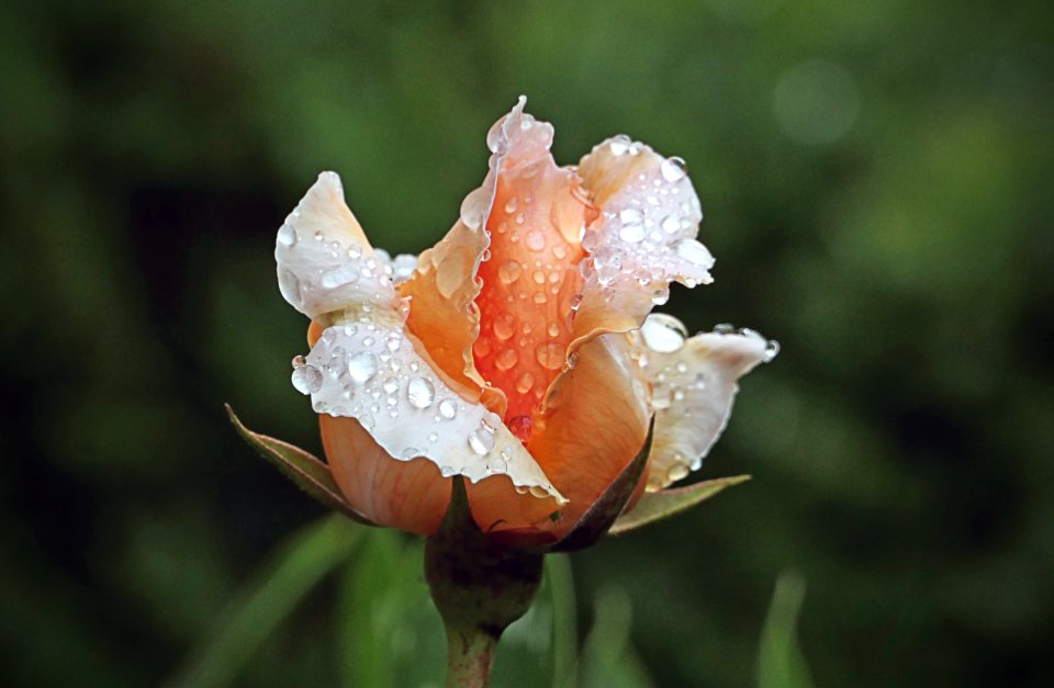 Rain drops on roses. (51697893137)