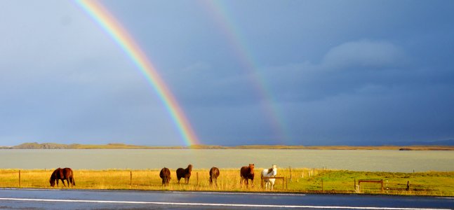 Rainbow and Icelandic Horses nr. Isafordjur, Iceland (48771573136)