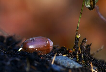 Growing root nature photo