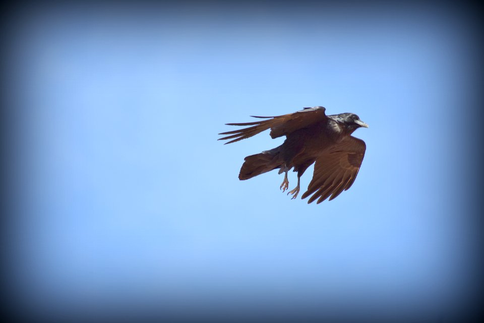 Raven Caught in Flight (35677502835)