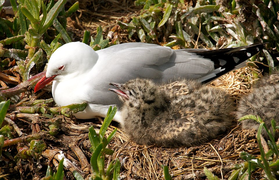 Red Billed Gull And Chick. NZ (50347217828)