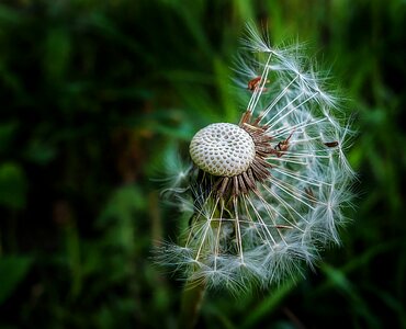 Nature seeds grass photo