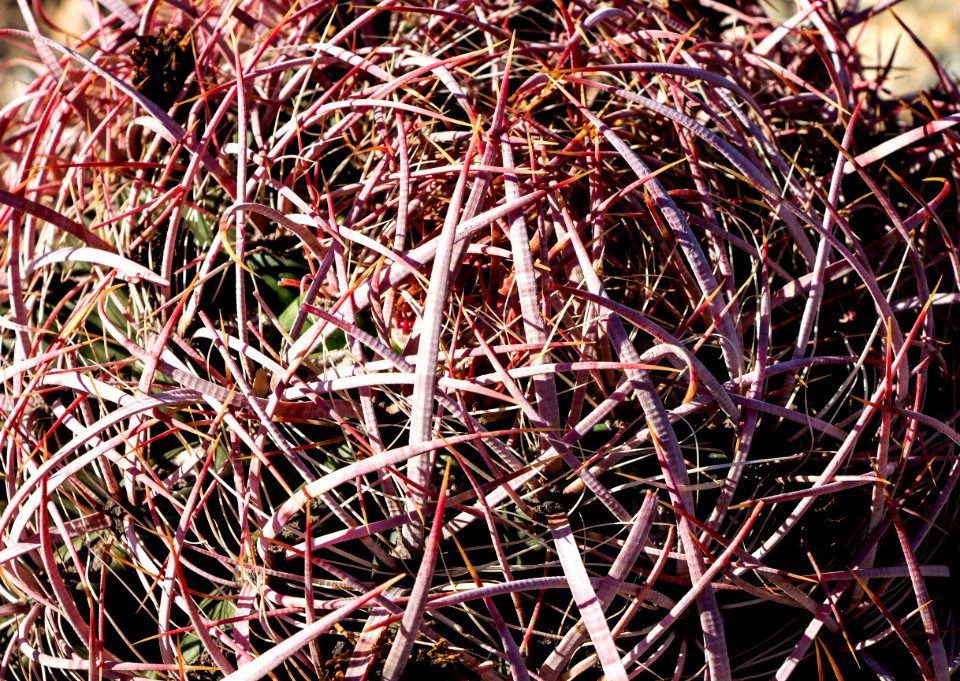 Red Barrel Cactus (38595563545)