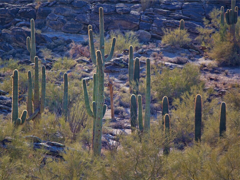 Cactus cacti plants