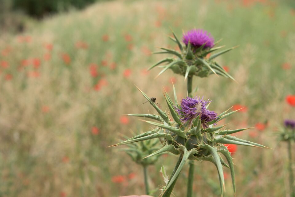 Purple flower wild flowers