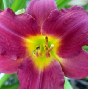 Red Lilly (50347582147)